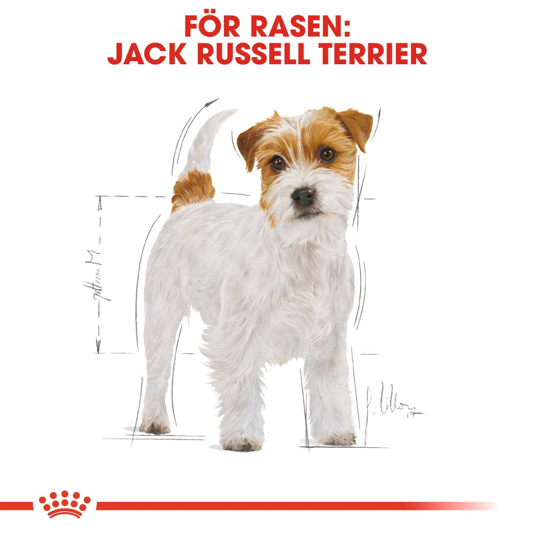 Jack Russel Adult