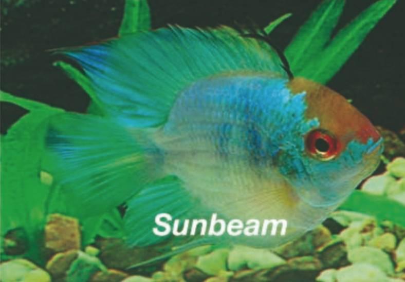 Ciklider Fjärilsciklid Electric Medium/Large