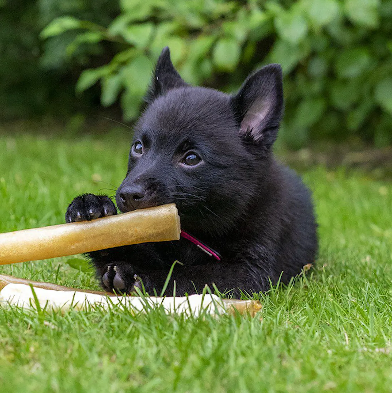 ozami- hund tugg rulle puppy-1.png