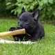ozami- hund tugg rulle puppy-1.png
