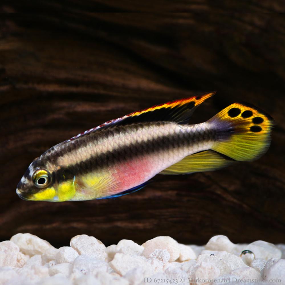 Ciklider Palettciklid Medium/Large