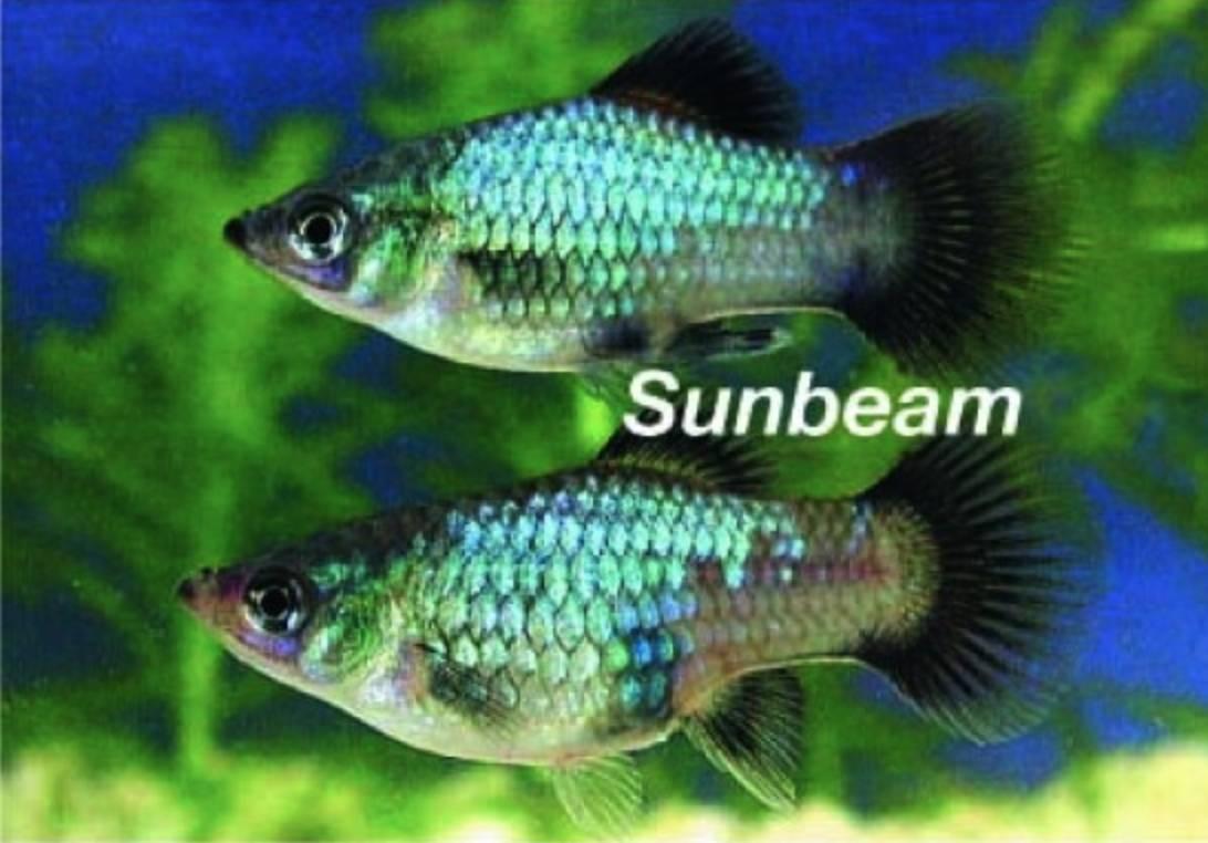 Levandefödare Platy Wagtail Black Mini