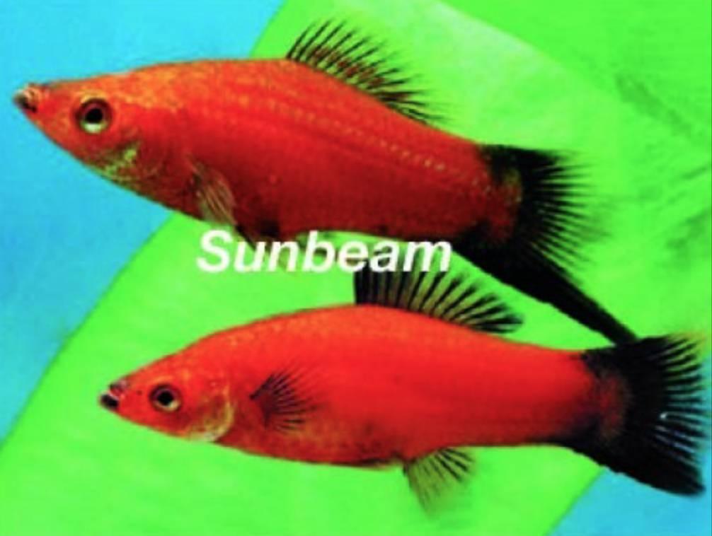 Levandefödare Wagtail Svärdbärare Red Medium/Large