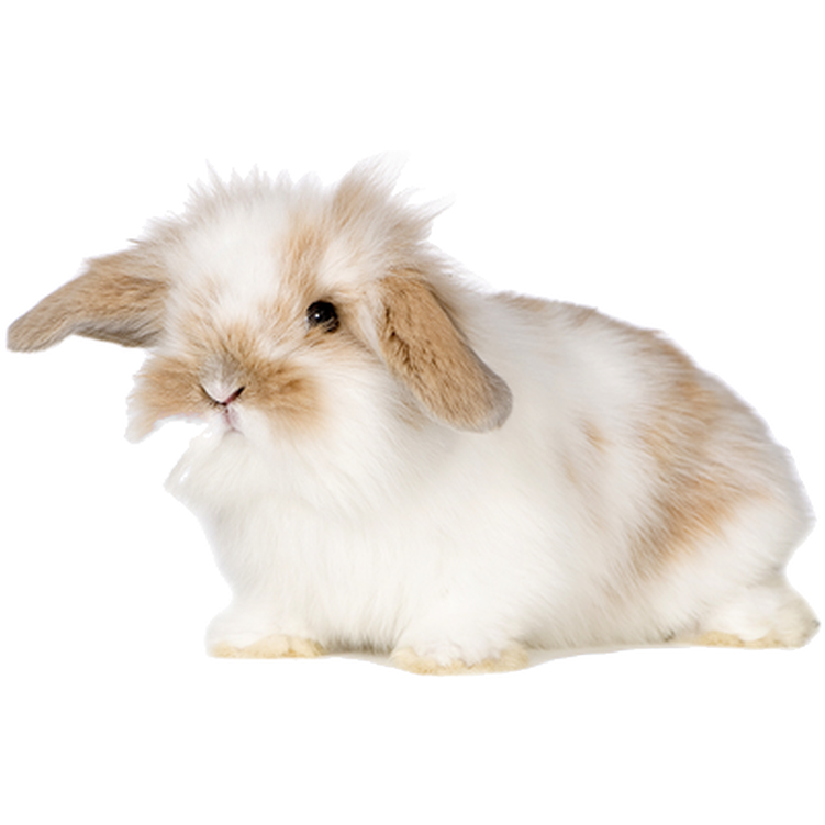 ZOO.se Djur: Kanin Oryctolagus cuniculus