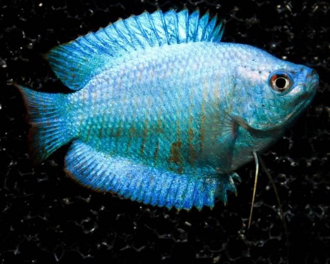 Labyrintfiskar Dvärggurami cobolt neon Blue Medium/Large