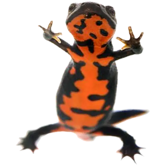 Reptil: Salamander Eldbuk Black 1 st