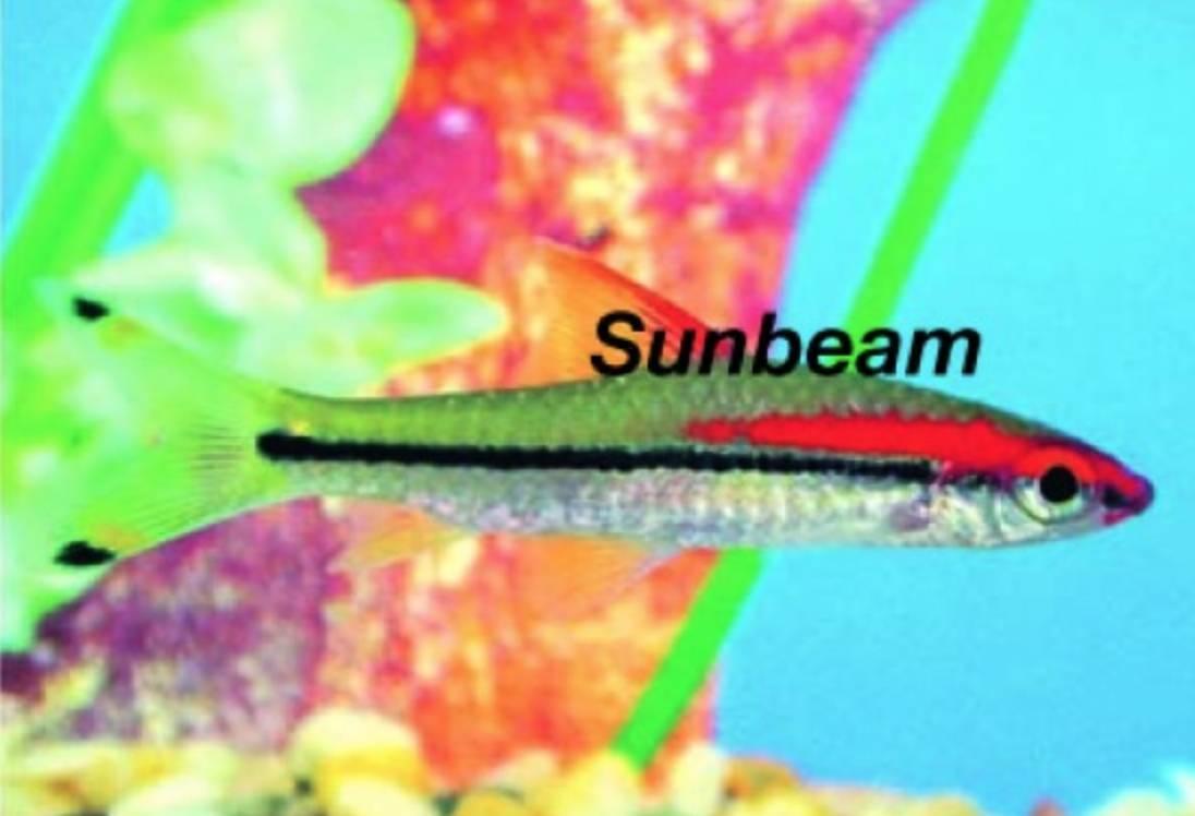 Barber Torped Barb Röd 3-4 cm