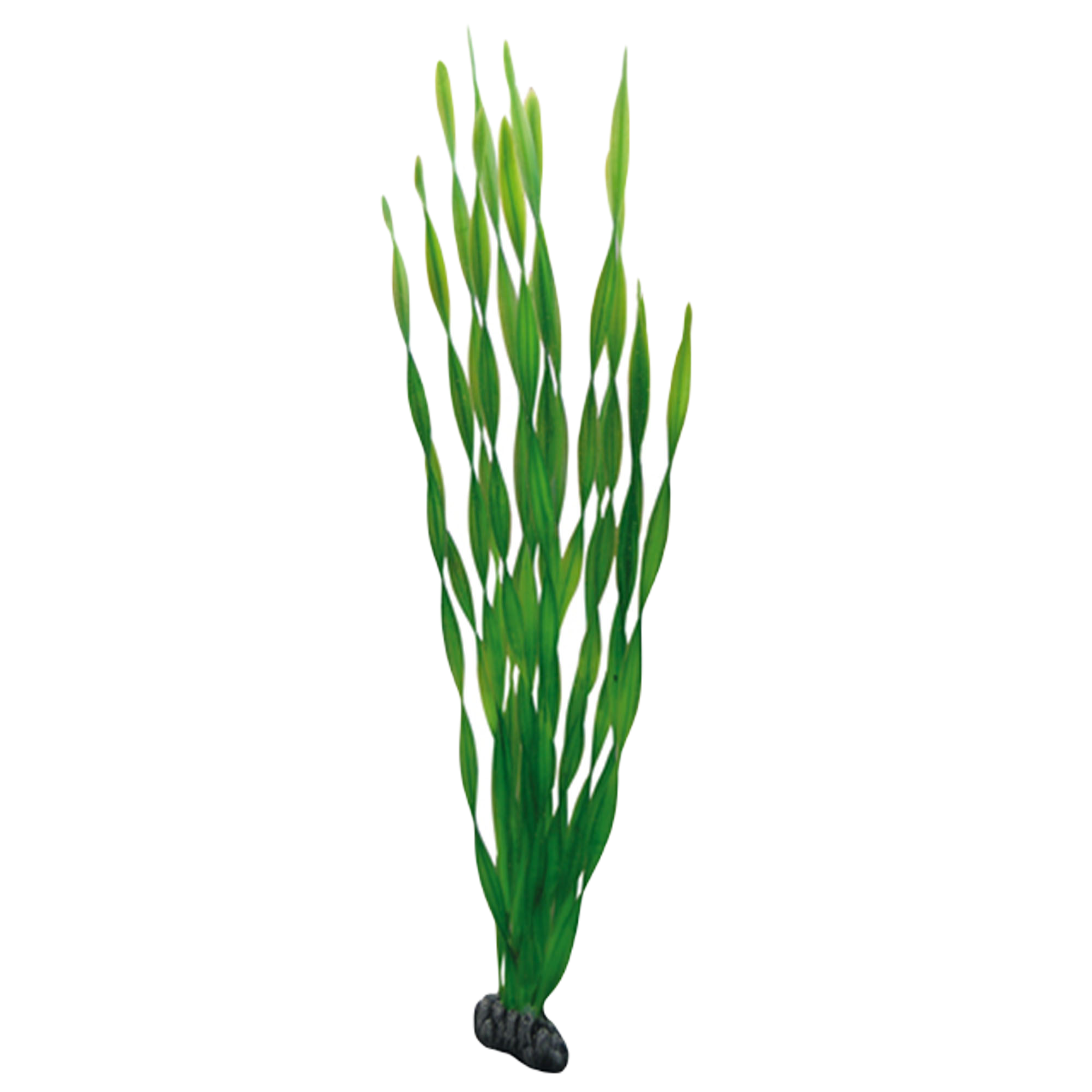 Hobby - Plastväxt Vallisneria 60 cm - Akvaristik - Akvarieinredning - ZOO.se