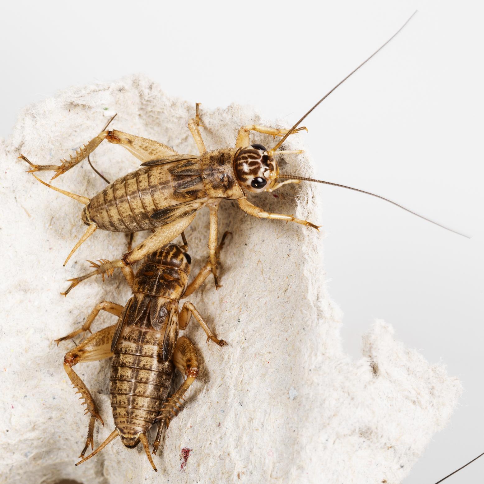 Imazo Syrsa - Grillus assimilis Mix 1 st