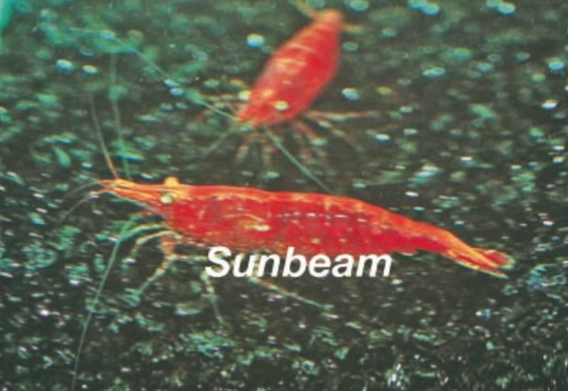 Räka Körsbärräka Red Medium/Large