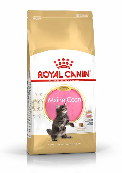 Feline Breed Maine Coon Kitten 10 kg