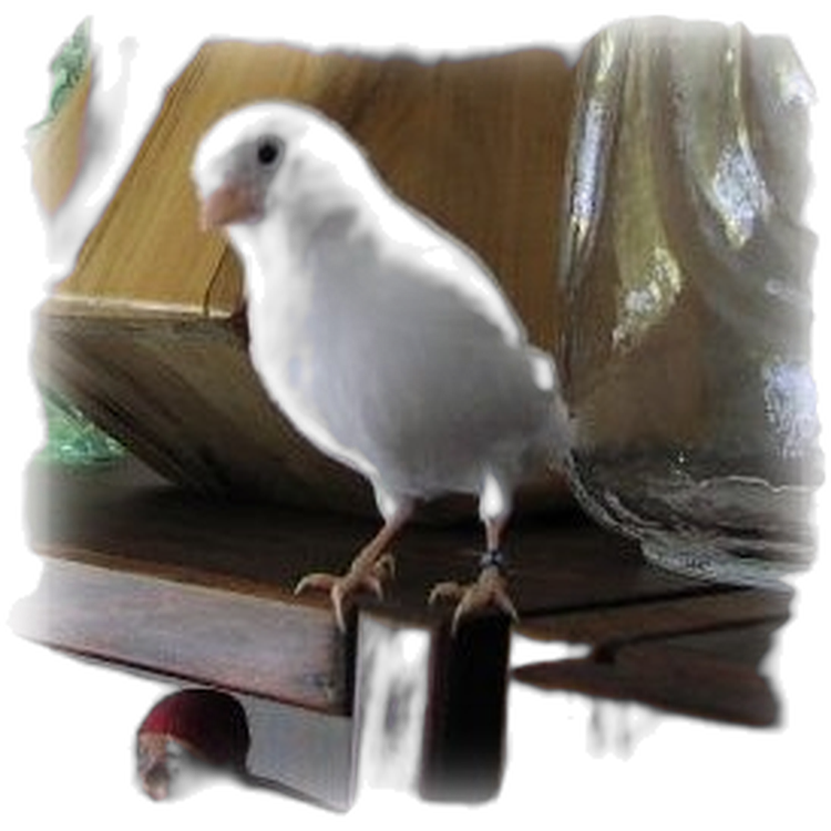 ZOO.se Fågel: Kanarie (Vit)