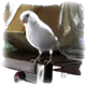 Fågel: Kanarie (Vit)