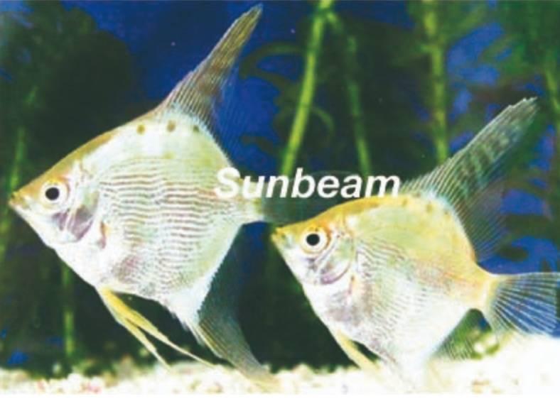 Ciklider Guld Scalare Large