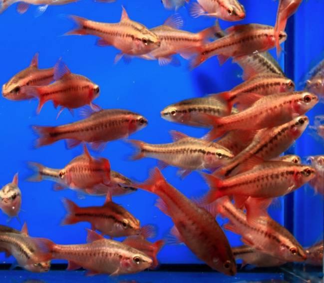 ZOO.se Kopparbarb Red Medium/Large