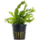 Microsorum pteropus 'Windelov' Green 1 st