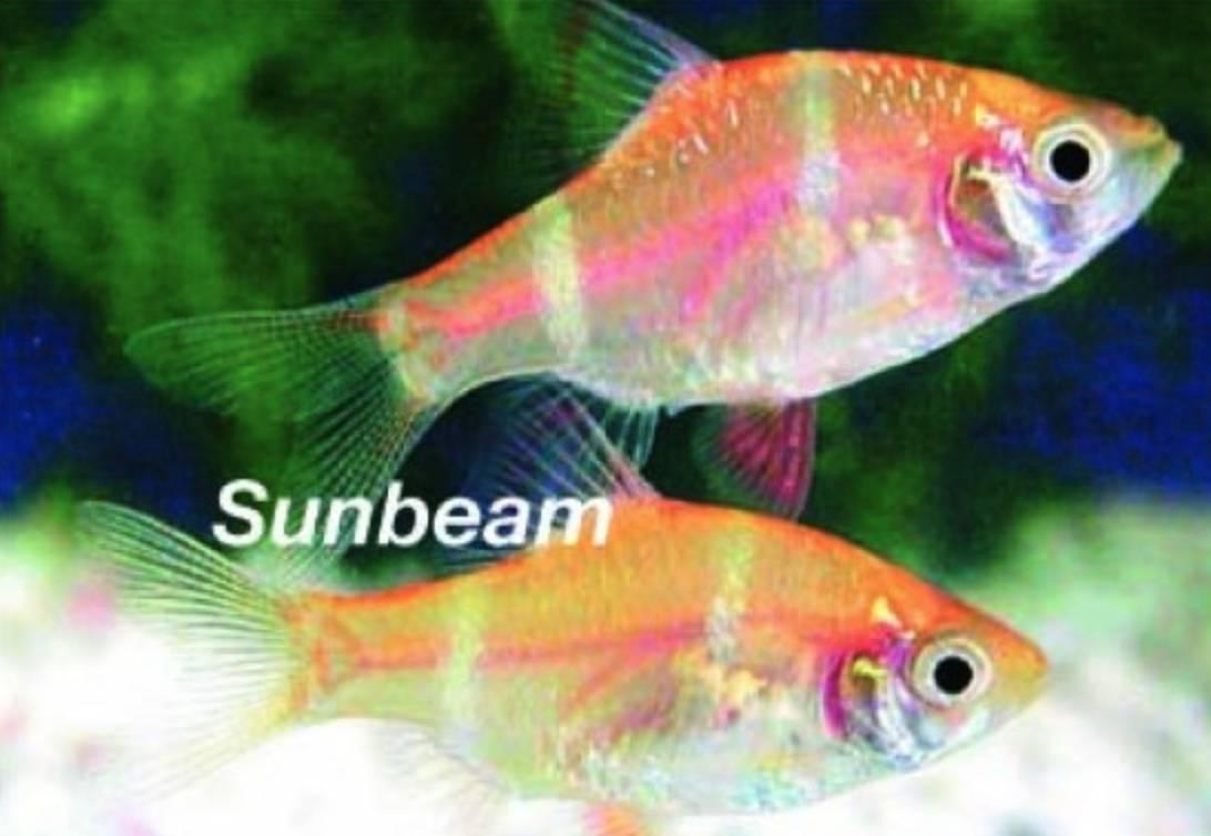 Barber Guld Tigerbarb Medium/Large