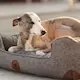 Swaggin Tails Sömnig Dog Bed Space Grey 4.jpg
