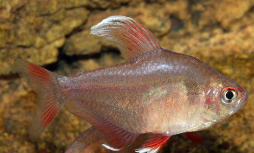 Tetror Vitfenad rosentetra White Medium