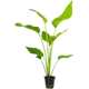 Echinodorus Palifolius Green 1 st
