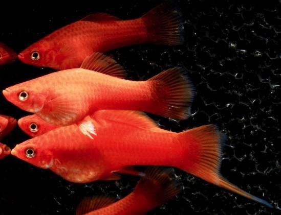 Levandefödare Svärdbärare Red Medium/Large