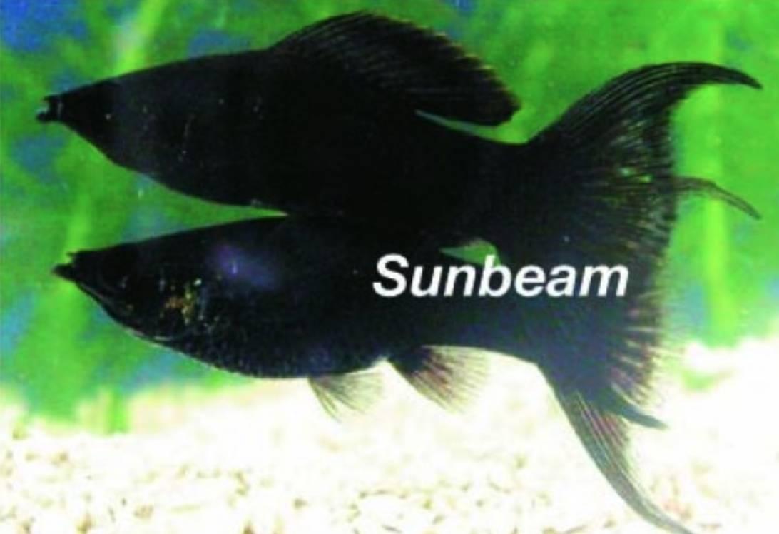 Levandefödare Molly Lyrstjärt Black Large