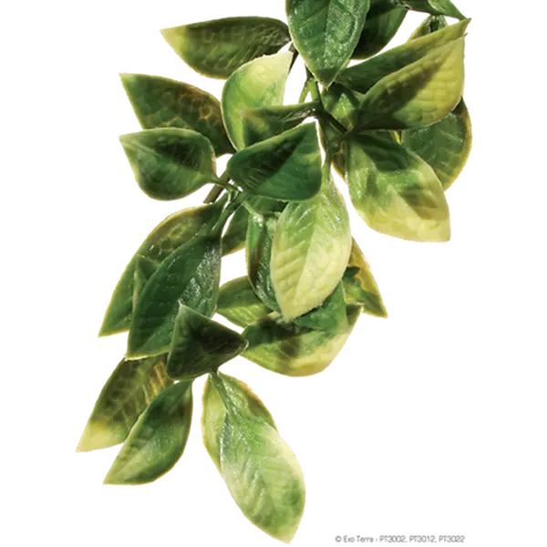 Mandarin - Hengende regnskog/jungelplanter Grønn Liten