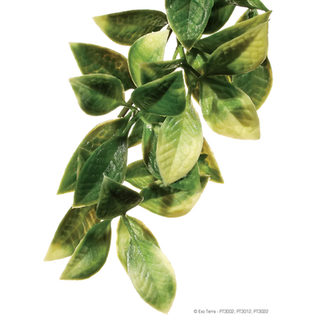 Exoterra Mandarin - Hanging Rainforest/Jungle Plants Green Small