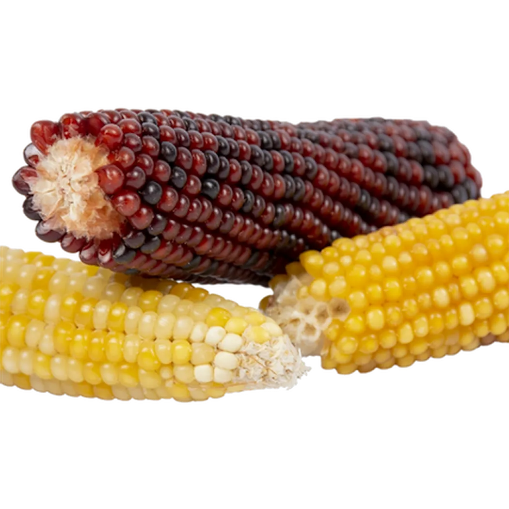 Snack Time Corn Cob Mix 3 st