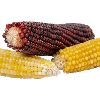 Snack Time Corn Cob