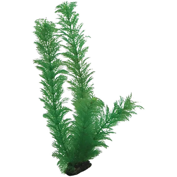 Plastplante Egeria