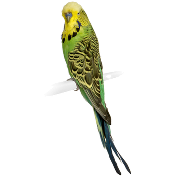 ZOO.se Fågel: Undulat Engelsk