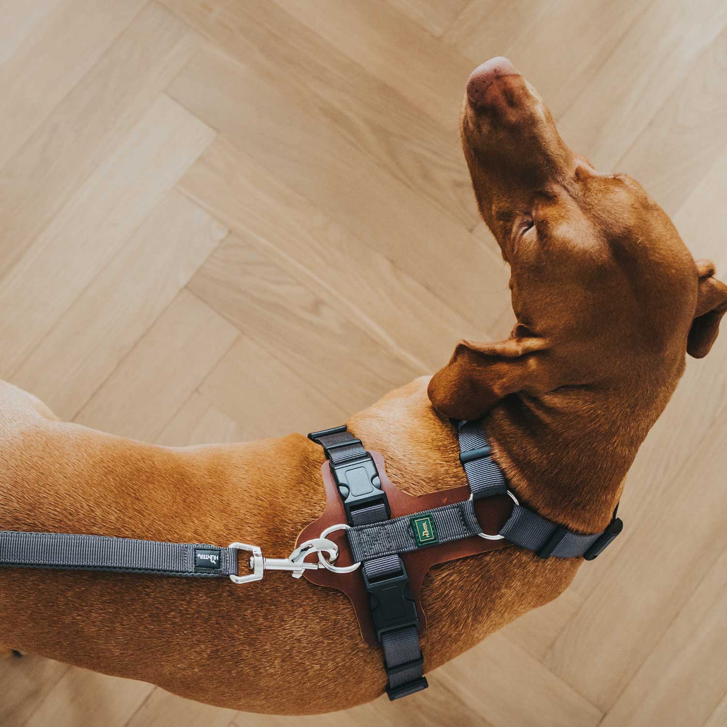 hunter_dog_harness_aalborg_mixed_003.jpg