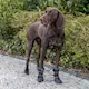 trixie_dog_ontour_dogclothing_pawprotecting_walker