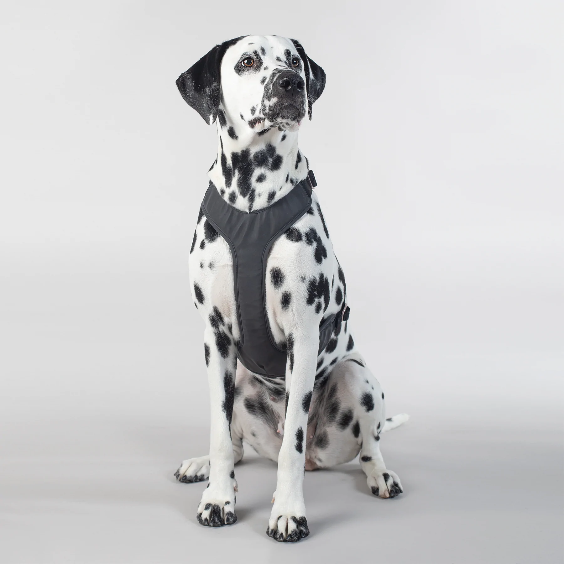 paikka_pet_dog_harness_walking_visibility_reflecti