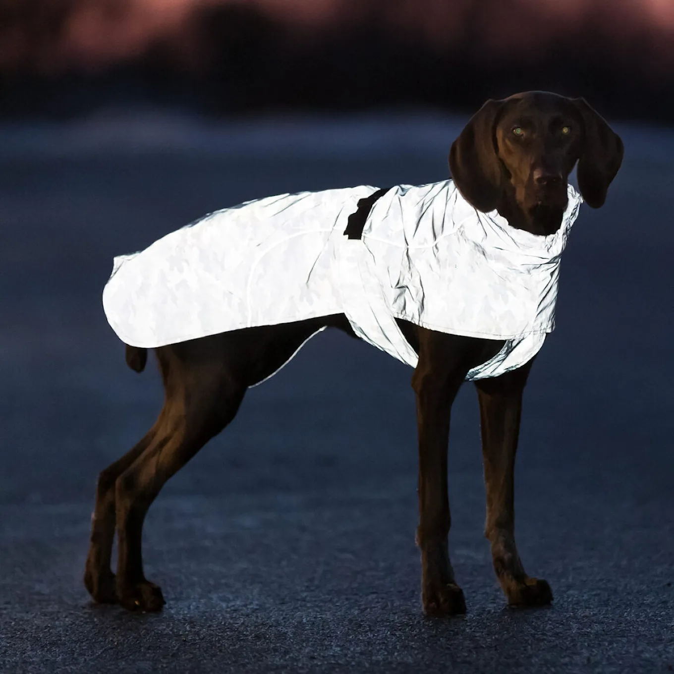 trixie_dog_raincoat_clothing_jacket_lunas_reflecti