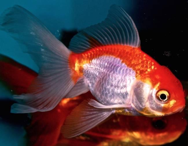 Guldfiskar Slöjstjärt Rödvit