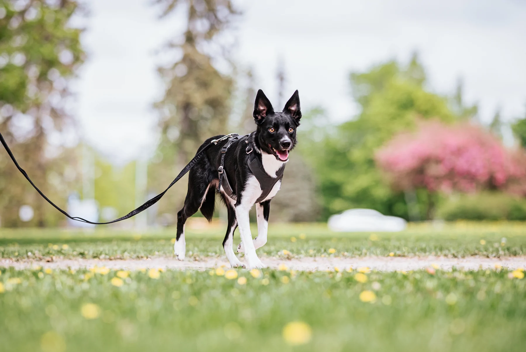 paikka_pet_dog_harness_walking_visibility_reflecti