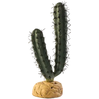 Finger Cactus - Desert Ground Plants