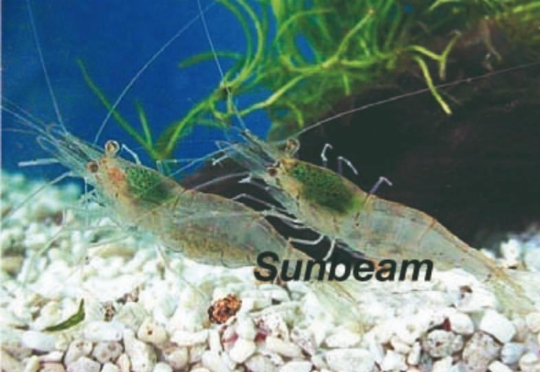 Räka Amanoräka Gray Medium