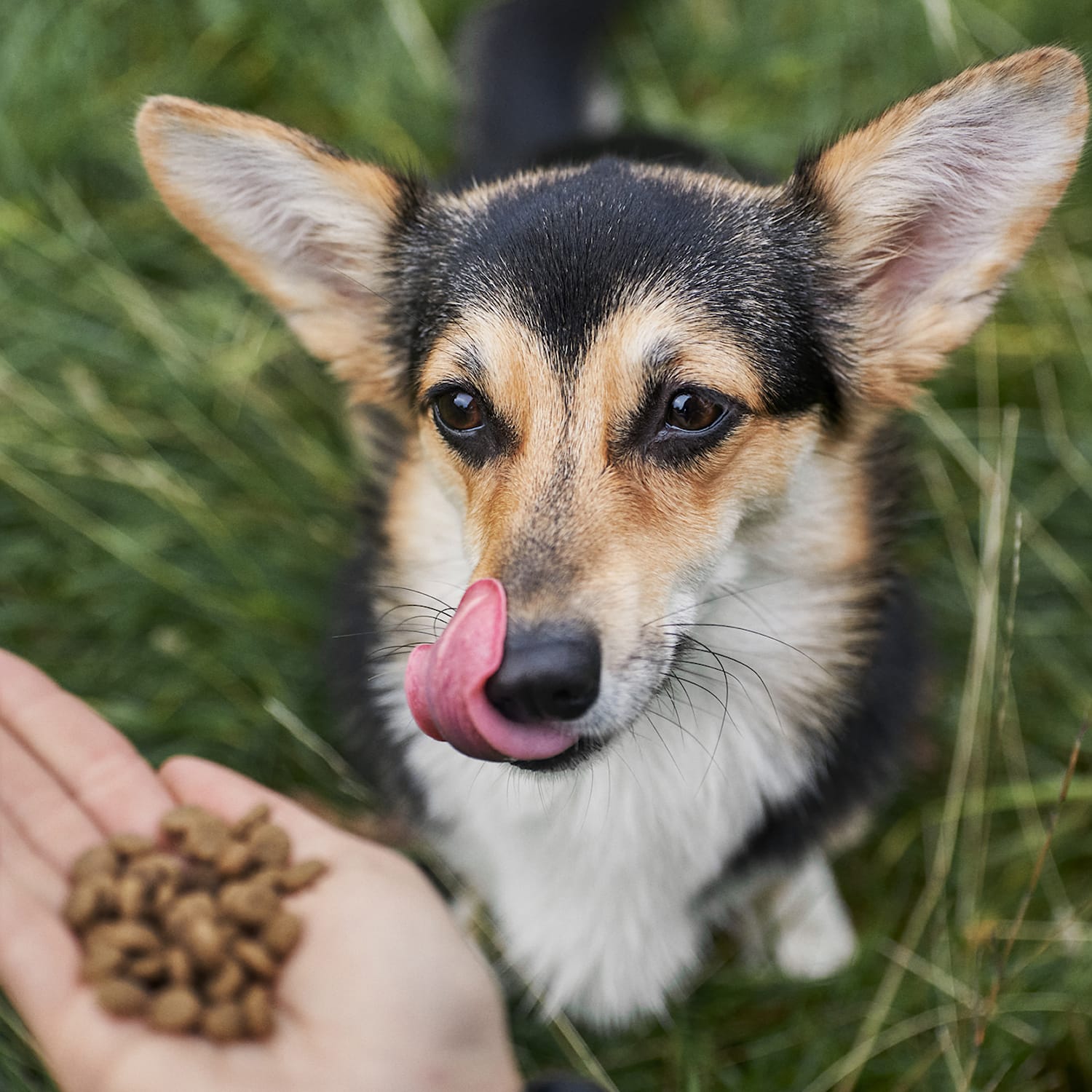 Soft Food For Adult Dogs