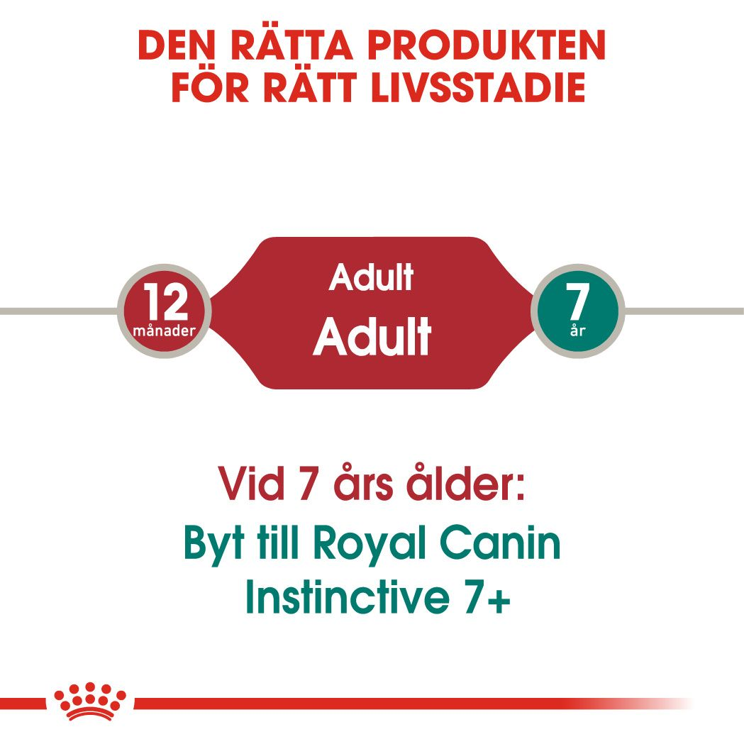 Instinctive Jelly Adult