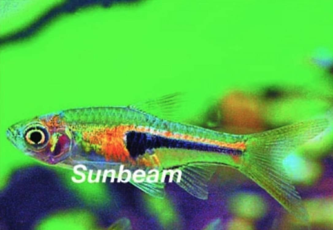 Rasbora Drottningrasbora Orange Large