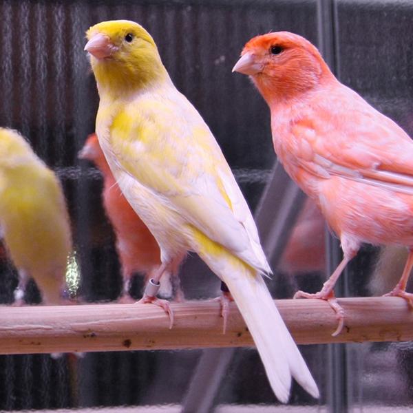 ZOO.se Fågel: Kanarie