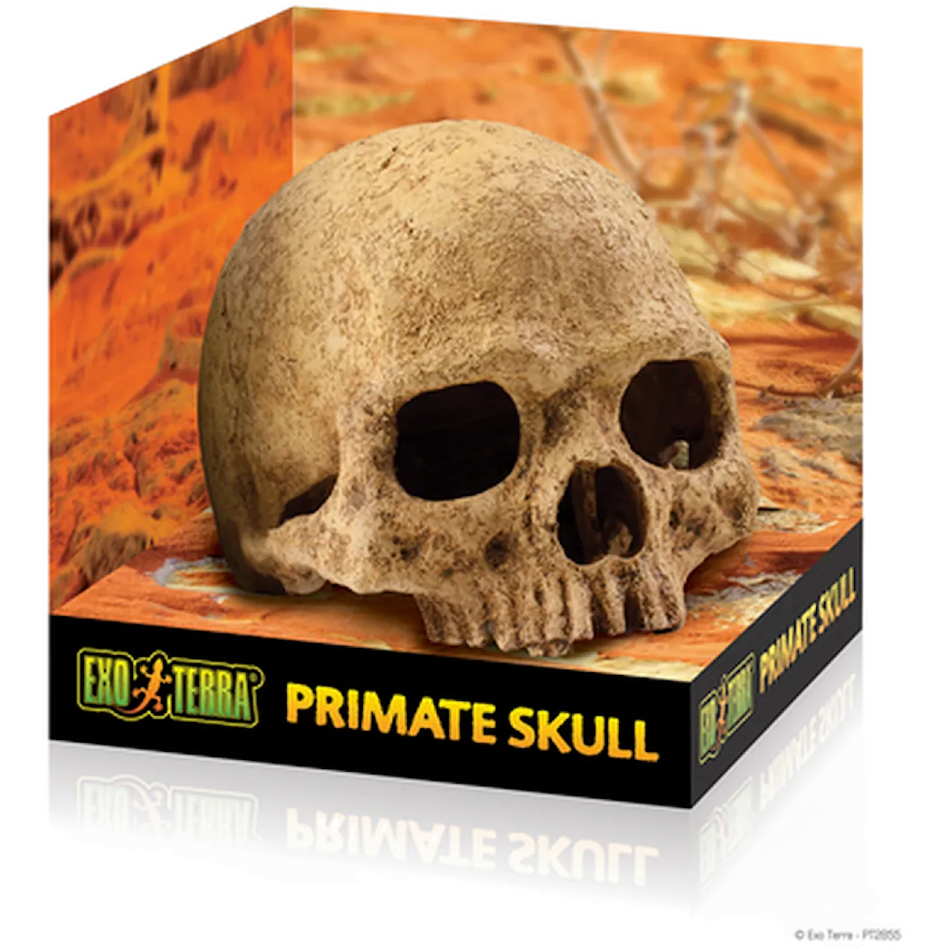 Primate Skull - Secure Hiding Place Beige 15 cm