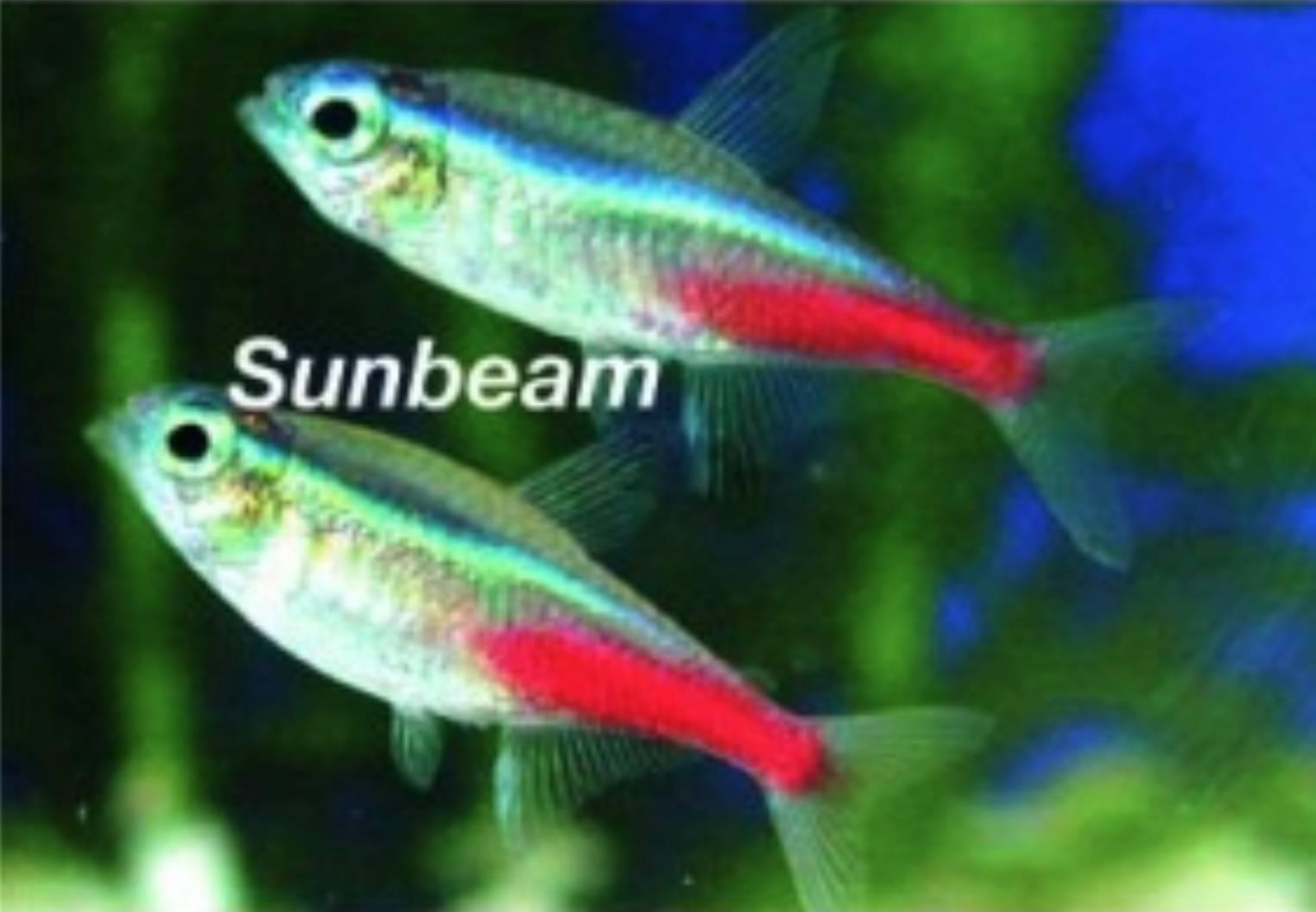 Tetror Neontetra 2-2.5cm