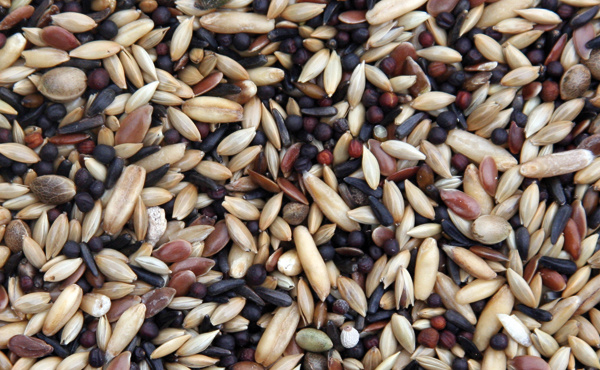 verselelaga_prestige_canaries_seeds_mix_birds_food