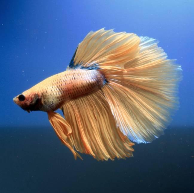 Labyrintfiskar Half Moon - Betta splendens Orange X-Large