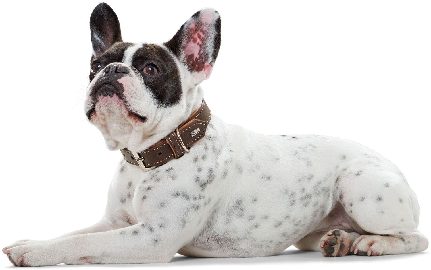 hurtta_dog_collar_porto_buckle_darkbrown_cognac_00