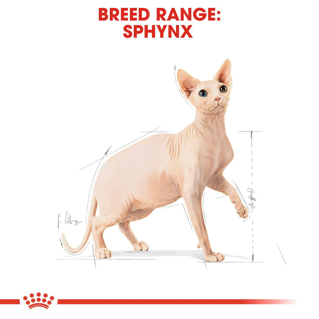 Royal Canin Sphynx voksen 2 kg | ZOO.no